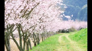 Вишневый аромат от Escada Cherry in Japan