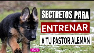 Cómo ADIESTRAR a un Perro PASTOR ALEMÁN (Adiestramiento Básico)