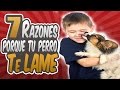 7 Razones Porque Tu Perro Te Lame La Cara/Manos/Pies