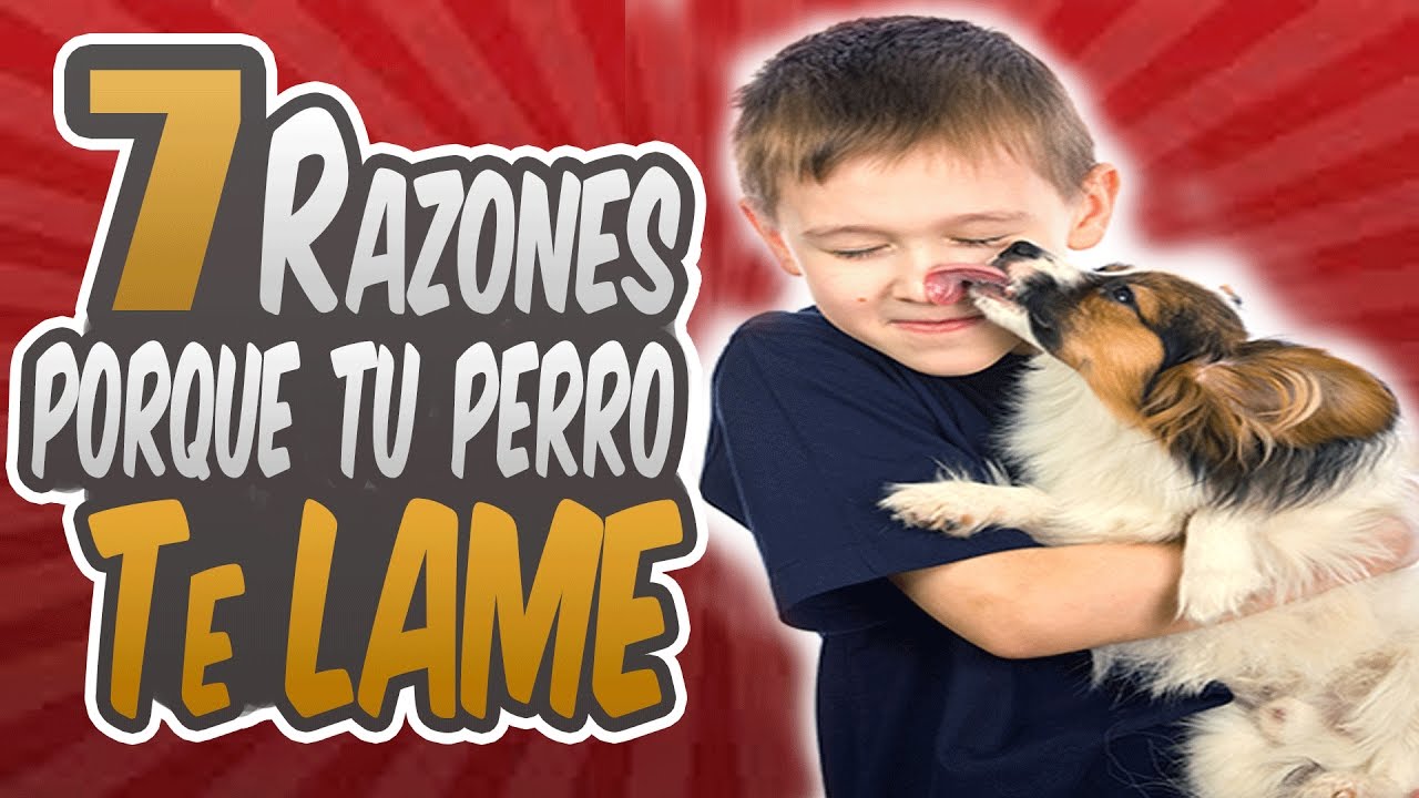 7 Razones Tu Perro Te Lame La Cara/Manos/Pies - YouTube