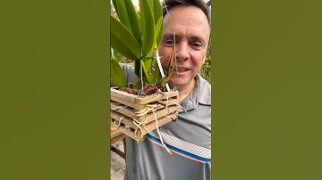 The Perfect Orchid Container?