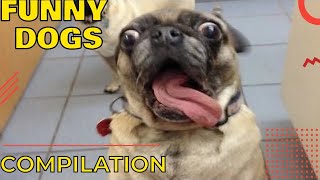 Funny dogs fails compilation  Dog fails try not to laugh