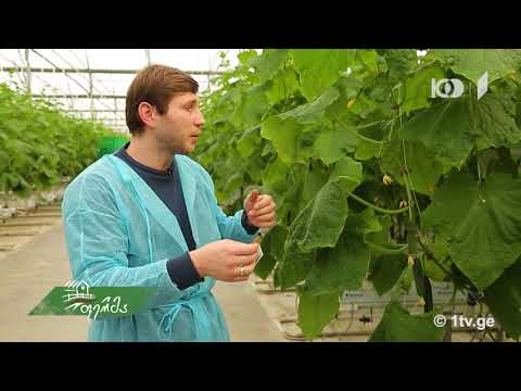 #გაიგემეტი სასათბურე მეურნეობა