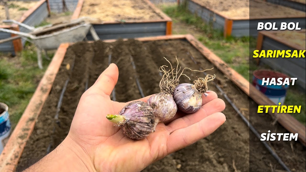 sarımsak coşturan sistem  hastalık yok verim çok