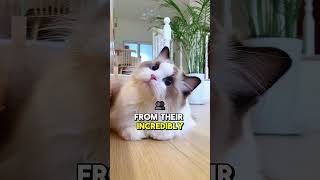 Why Ragdoll Cats Go Limp—The Most Relaxed Cat Breed Ever! #catlovers #viralshorts