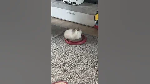 Watch the video about Kleine Sansa Heilige Birma Kitten Blue Point #cat #birman #kätzchen #cats #katze #shorts