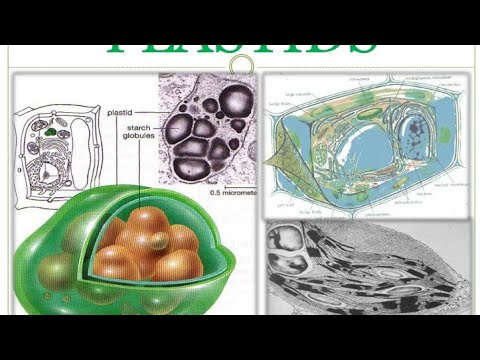 Science Standard: 9 Chapter 5: Fundamental unit of life Topic: Plastids