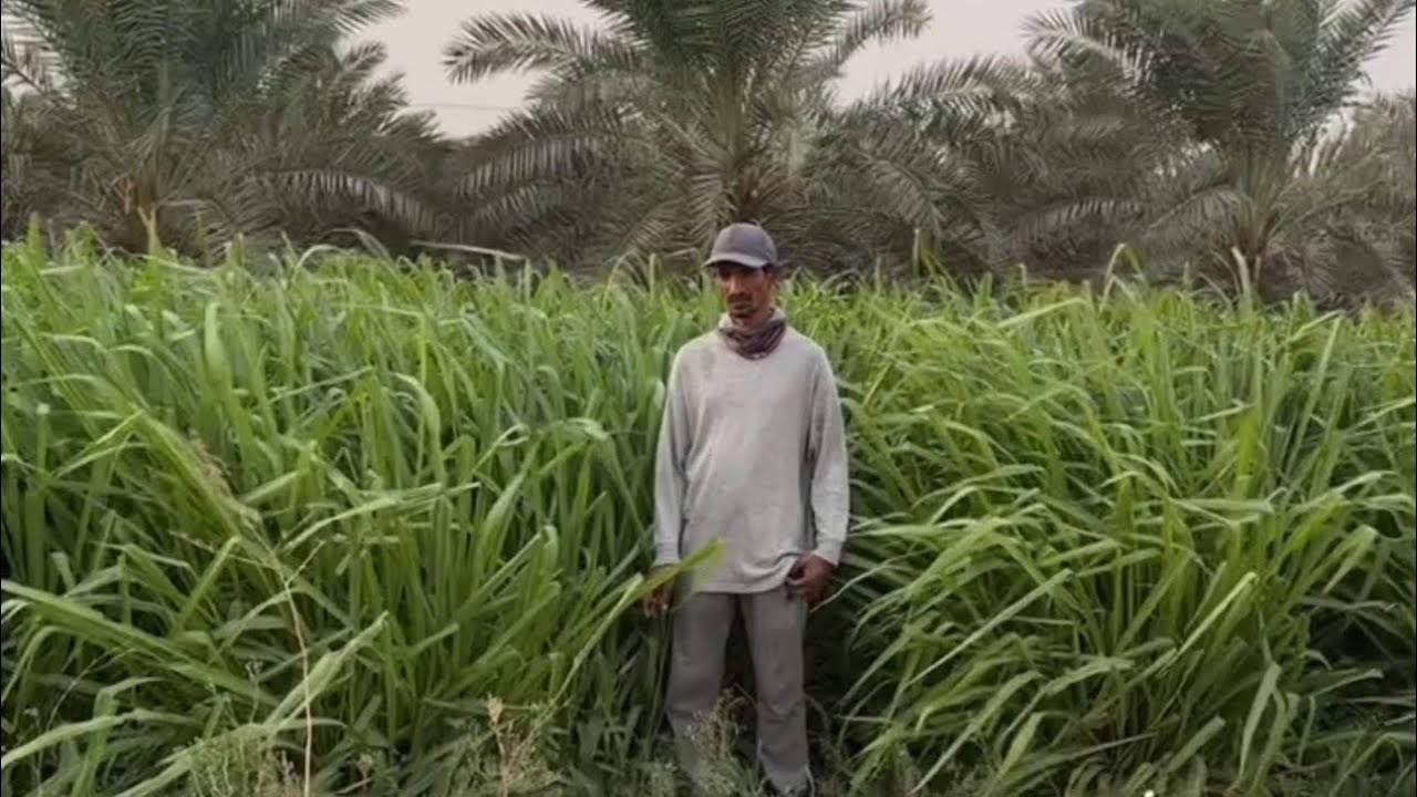 حصاد اعلاف البونيكام المون ريفر