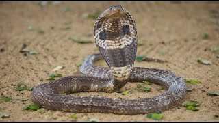 Download lagu Wild Lanka - Wildlife encounters across the beautiful Island of Sri Lanka in Yala and Udawalawe NP
