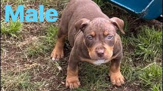 6 puppies left come get you a JDS bully