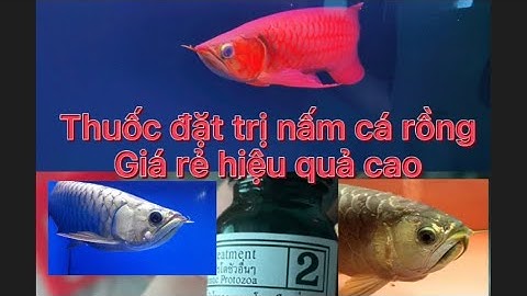 Thuốc trị nấm ở cá rồng hiệu quả nhất giá rẽ hiệu quả cao