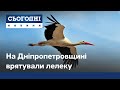 Порятунок лелеки на Дніпропетровщині: як почувається чорногуз і що з ним буде далі?