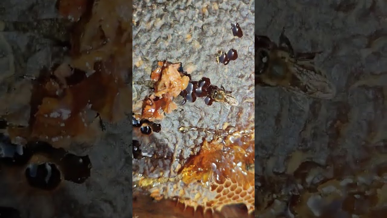 15/02/2026 ÜÇ KATLI KOVAN KONTROLÜ YAPTIK. ÖMRÜNDE KADAR ÇOK KAPALI YAVRU ÜRETEN VAR MI? 🐝🐝#anaarı 