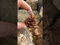 Pine cones are natural fire starters. #survival #outdoors #camping