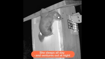 Flying Squirrel mom nested in the Bird Box in early 2023. A pesky Gray Squirrel visited daily.