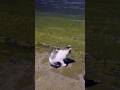 波打ち際のハプニングにびっくりする猫
