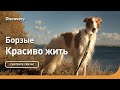 Борзые | Красиво жить | Discovery