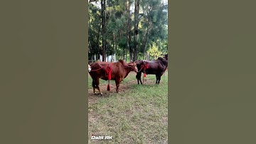 Thumbnail of Sapi kerapan team Jet Matic yang selalu di andalkan