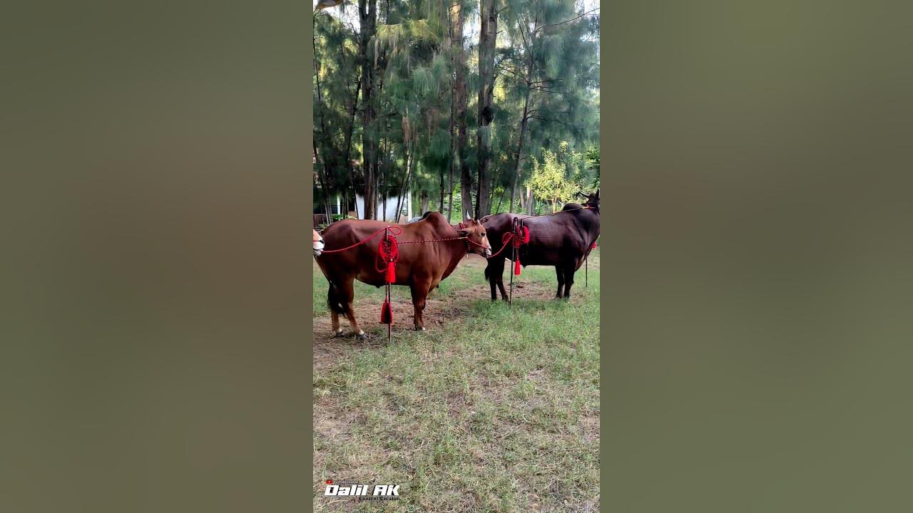 Sapi kerapan team Jet Matic yang selalu di andalkan Sapi kerapan team Jet Matic yang selalu di andalkan