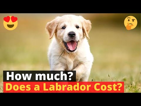 How much does a Labrador puppy cost? 🤔🐶