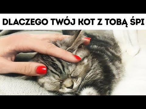 Wideo: Jak Nauczyć Kociaka Spać W Nocy