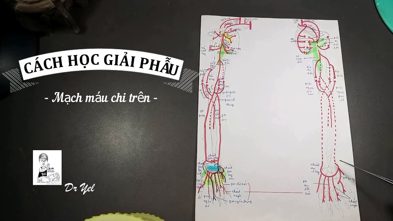 Hệ tim mạch | Ôn tập giải phẫu mạch máu chi trên | Cách học giải phẫu dễ nhớ |  Dr Yel (Tập 2112)