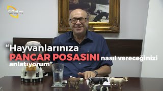 Büyükbaşlarda Öksürük, İshal, Sarılık ve Ketozis  - Dersimiz Hayvancılık