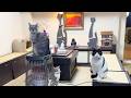 Guided by Cats!? I Stayed at a Traditional Japanese Cat Inn🐈♨︎