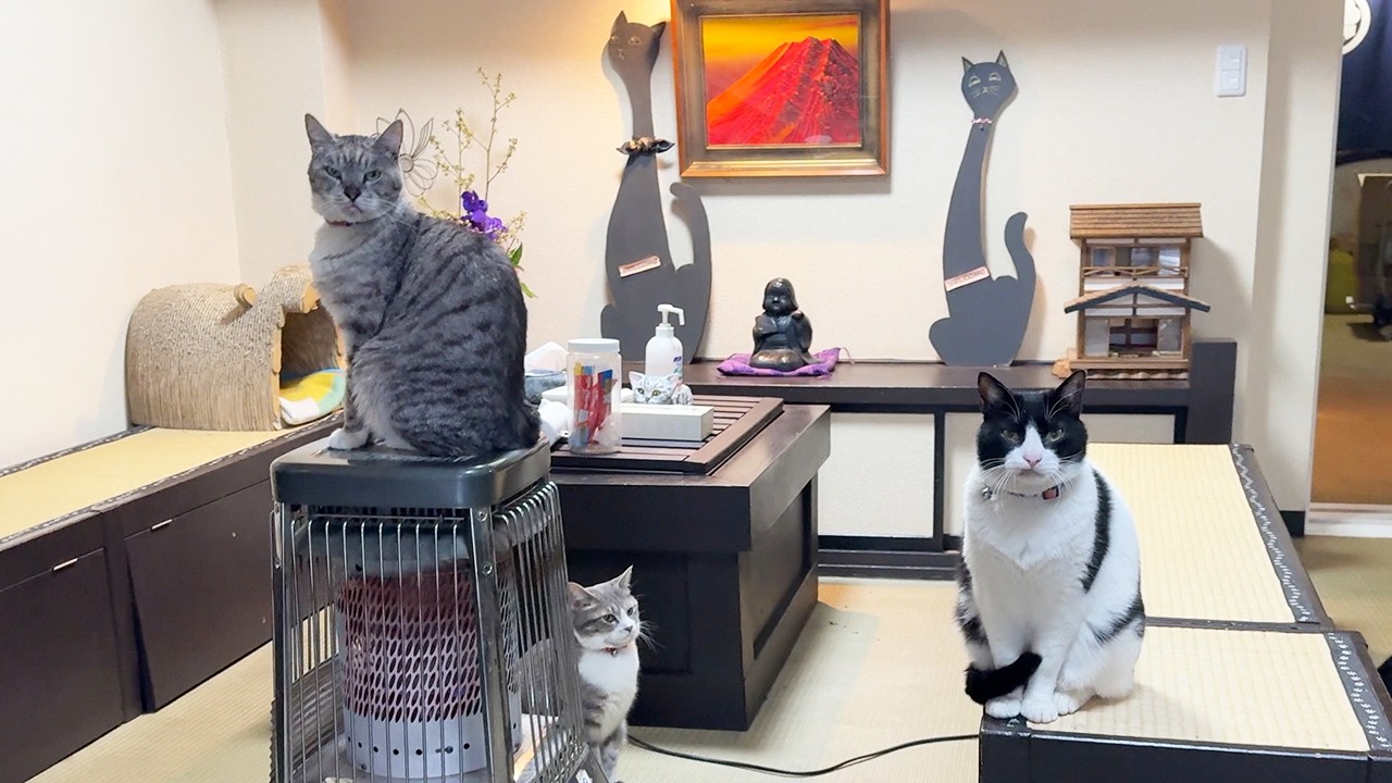 Guided by Cats!? I Stayed at a Traditional Japanese Cat Inn🐈♨︎