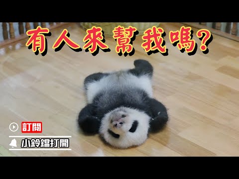 《熊貓早晚安》熊貓寶寶翻不過來身啦，誰來幫幫牠 | iPanda熊貓頻道