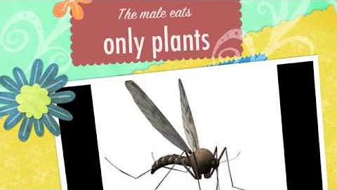 The Mosquito Song by Kathy Johnston