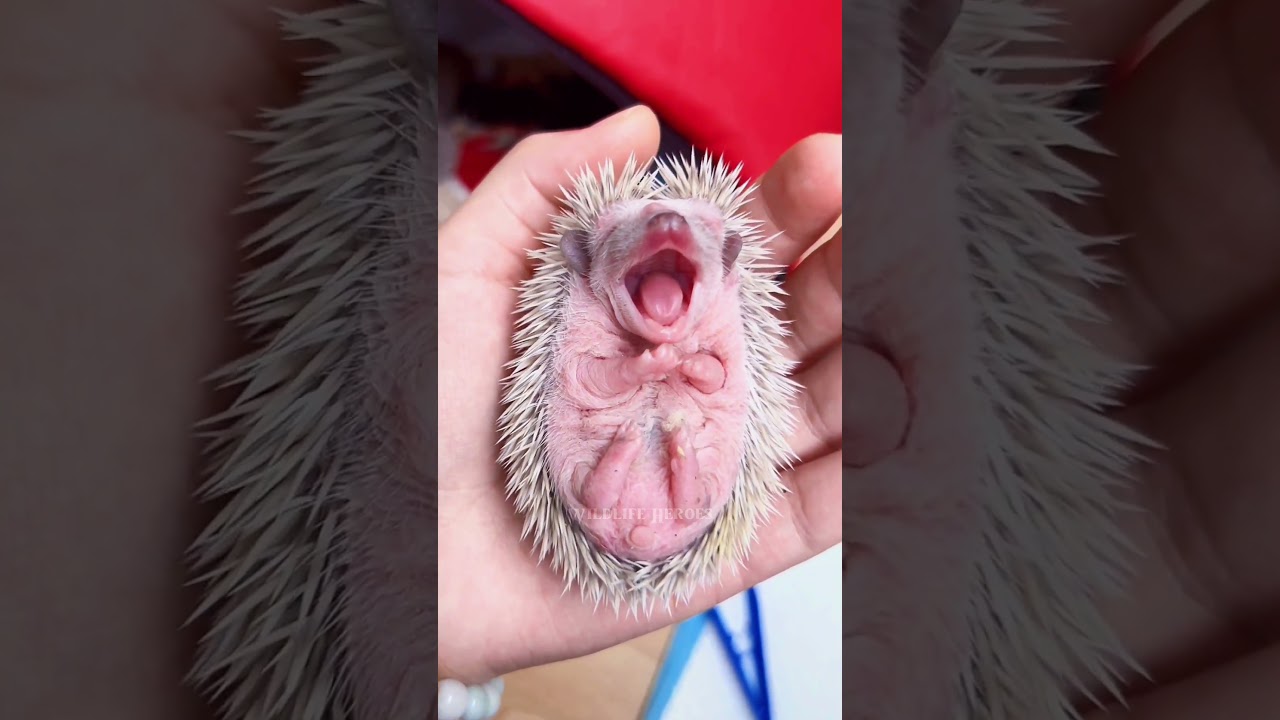 Cute baby hedgehog 