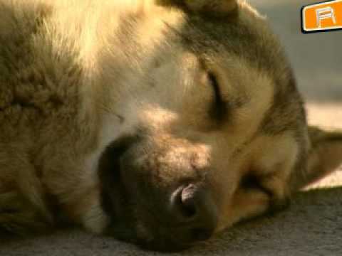 Video: Raskuste puhastamine koera kõrvad