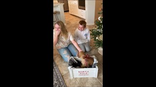 Parents Had The Cutest Puppy Under The Christmas Tree To Surprise Their Kids