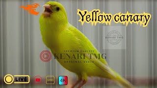 AWAS NYAUT #1 suara BURUNG KENARI | TERAPI KENARI MACET #kenari #kicaumania #canaryislands #canary