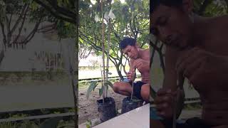 grafting pohon mangga argo...