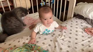赤ちゃんのチャレンジを見守る猫 ノルウェージャンフォレストキャット Cat watching over baby's challenge