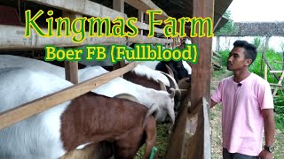 Kingmas Farm Magetan Breeding Boer Goats Fb blood Sanen Sapera Dorper And Awassi Sheep