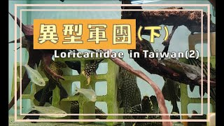 中部趴趴走系列異型軍團(下集)(異型趴) Loricariidae  in Taiwan(2)