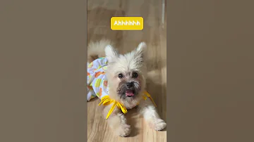 Everybody Scream DogVideo Dogscream PuppyVideo CuteDogs Shorts Doglife 