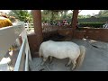 Caballos en realidad virtual | Zoológico de Guadalajara | Episodio #15