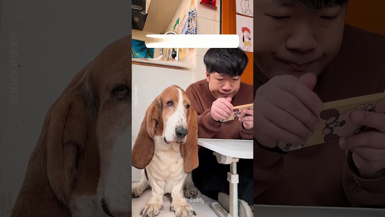 🐶 Dog’s Giant Ears Changed His Owner’s Life ❤️