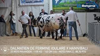 Dalmatien De Fermine 2025