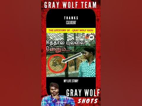 The Lifestory Of Gray Wolf Vasu THANKS MR.FACT _ _shorts _lifestory