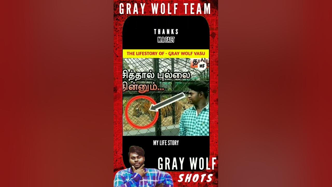 The Lifestory Of Gray Wolf Vasu THANKS MR.FACT _ _shorts _lifestory