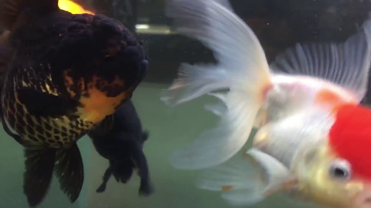 泰國 黑獅頭 金魚 變色了 Lionhead Goldfish Color Change Youtube