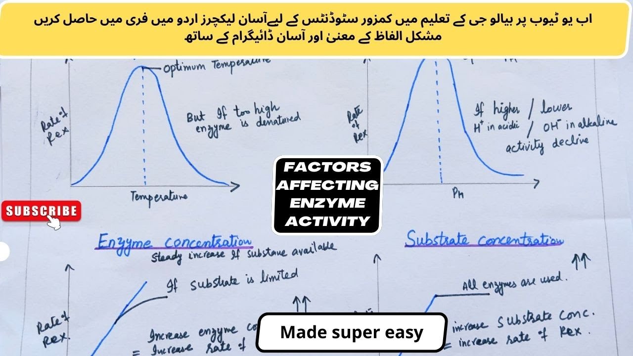 Explain How Different Factors Affect Enzyme Activity With Very Easy Explain how different factors affect enzyme activity with very easy