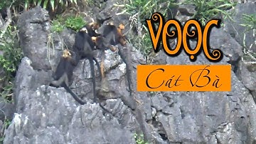 Thước phim hiếm về loài voọc Cát Bà nguy cơ tuyệt chủng cao nhất thế giới