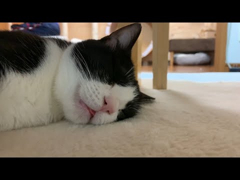 熟睡中の猫のベロが出る瞬間がかわいい