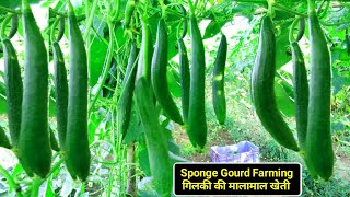 Sponge Gourd Farming | गिलकी की उन्नत खेती | A2Z Information | Gilki ki kheti, नेनुआ की खेती ( घीया)